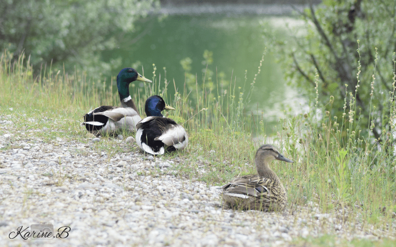 Préservation de la faune & flore au camping les 3 lacs du Soleil en Isère